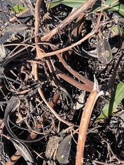 Proboscidea parviflora