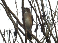 Turdus ignobilis debilis