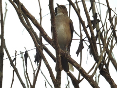 Turdus ignobilis debilis