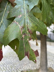 Zopheroteras sphaerula