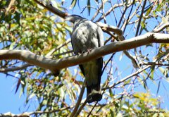 Lopholaimus antarcticus