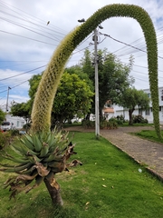 Agave attenuata