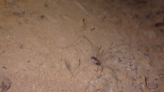 Cosmobunus granarius