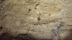 Cosmobunus granarius