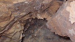 Cosmobunus granarius