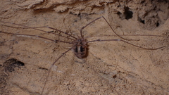 Cosmobunus granarius