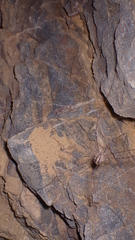 Cosmobunus granarius