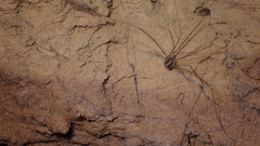 Cosmobunus granarius