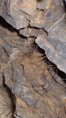 Cosmobunus granarius