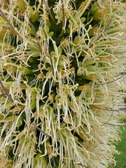 Agave attenuata
