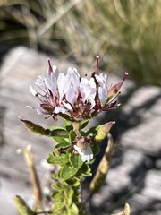 Polanisia dodecandra