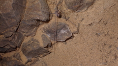 Cosmobunus granarius