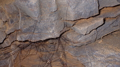 Cosmobunus granarius