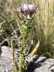 Polanisia dodecandra