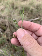 Sphaeromorphaea major