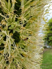 Agave attenuata