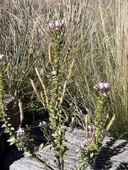 Polanisia dodecandra