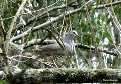 Leucosarcia melanoleuca