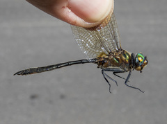 Somatochlora kennedyi