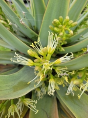 Agave attenuata