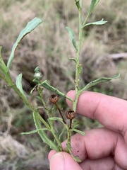 Sphaeromorphaea major