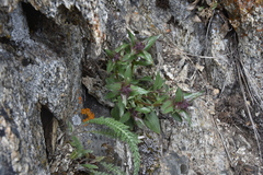 Penstemon pruinosus