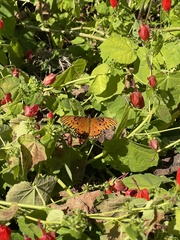 Malvaviscus arboreus drummondii