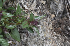 Penstemon pruinosus