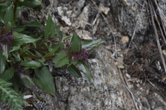Penstemon pruinosus