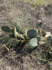 Opuntia lindheimeri