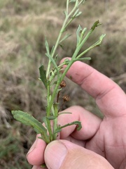 Sphaeromorphaea major