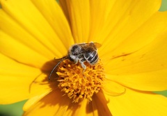 Melissodes microstictus