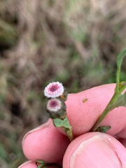 Sphaeromorphaea major