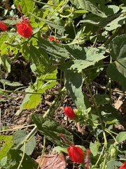 Malvaviscus arboreus drummondii