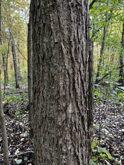 Populus heterophylla