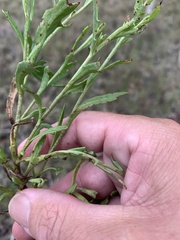 Sphaeromorphaea major