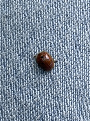 Chelymorpha cassidea