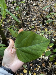 Populus heterophylla