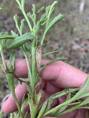 Sphaeromorphaea major