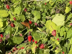 Malvaviscus arboreus drummondii