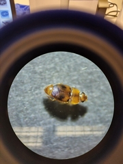Epuraea ocularis