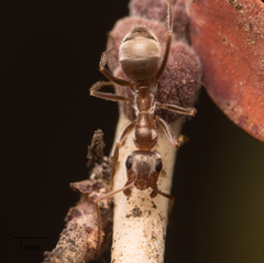 Formica francoeuri