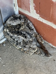 Phalaenoptilus nuttallii