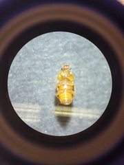 Epuraea ocularis