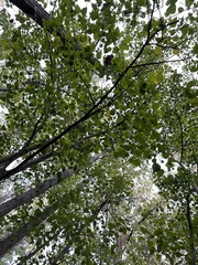 Populus heterophylla