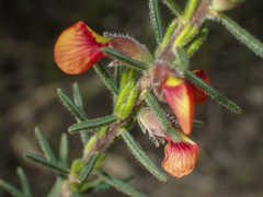 Dillwynia sericea