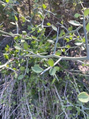 Rhamnaceae
