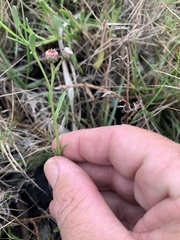 Sphaeromorphaea major