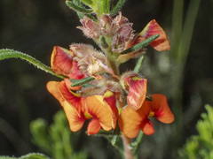 Dillwynia sericea