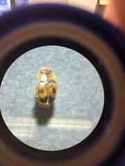 Epuraea ocularis